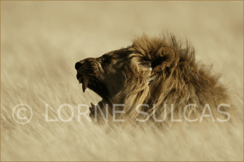Motivational Speaker - Lorne Sulcas - The Big Cat Guy - Wildlife Photos - c13