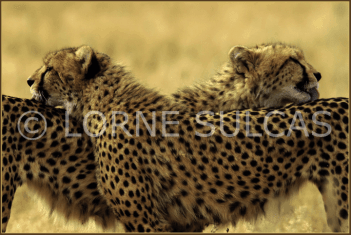 Motivational Speaker - Lorne Sulcas - The Big Cat Guy - Wildlife Photos - c19