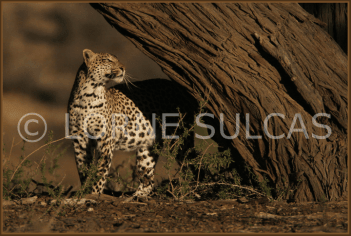Motivational Speaker - Lorne Sulcas - The Big Cat Guy - Wildlife Photos - c20