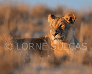 Motivational Speaker - Lorne Sulcas - The Big Cat Guy - Wildlife Photos - c21
