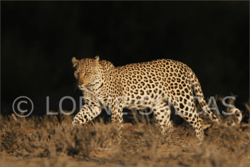 Motivational Speaker - Lorne Sulcas - The Big Cat Guy - Wildlife Photos - c10