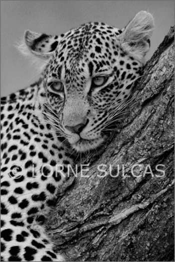 Motivational Speaker - Lorne Sulcas - The Big Cat Guy - Wildlife Photos - c7