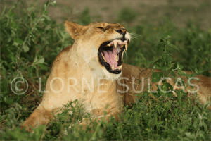 Motivational Speaker - Lorne Sulcas - The Big Cat Guy - Wildlife Photos - c6