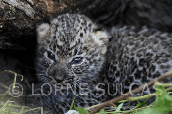 Motivational Speaker - Lorne Sulcas - The Big Cat Guy - Wildlife Photos - c18