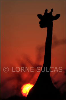 Motivational Speaker - Lorne Sulcas - The Big Cat Guy - Wildlife Photos - c40