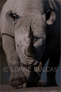 Motivational Speaker - Lorne Sulcas - The Big Cat Guy - Wildlife Photos - c46